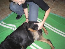 Ostopathie canine