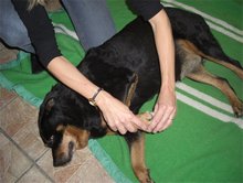Ostopathie canine, traitement de la hanche